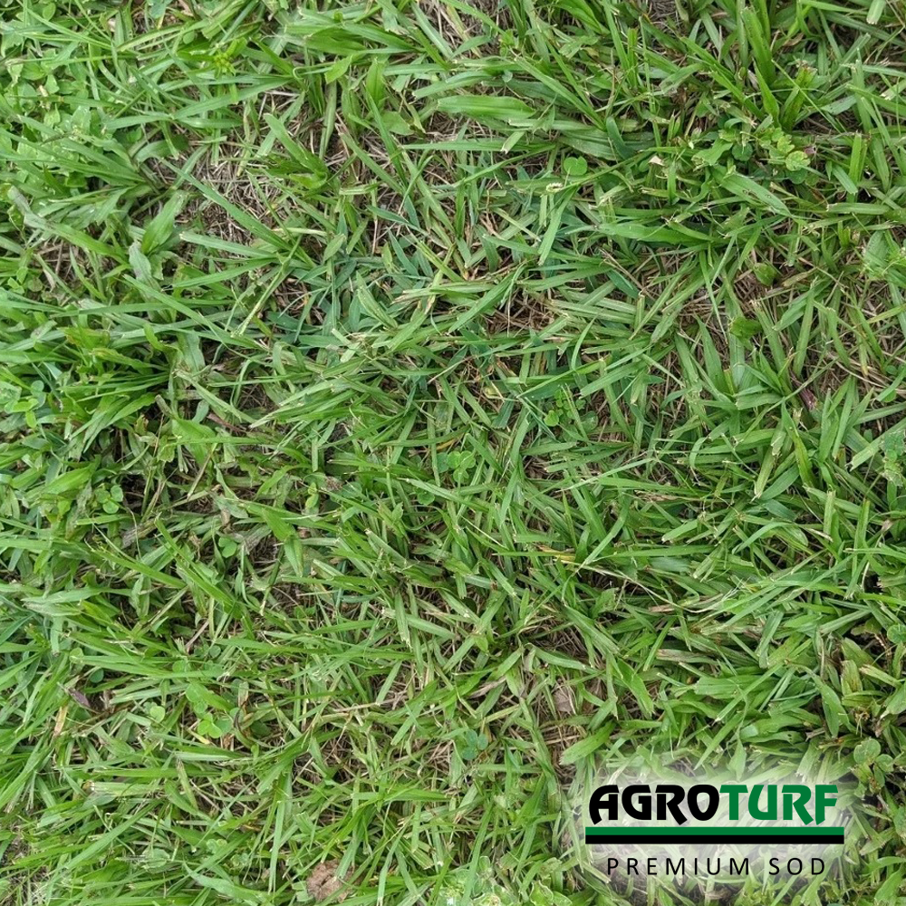 Bahia Grass