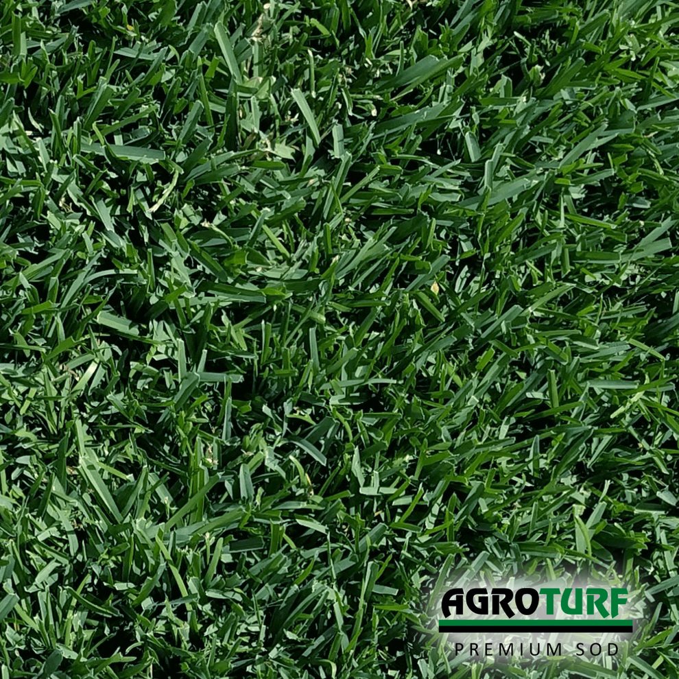ProVista St. Augustine – AgroTurf Premium Sod, Inc.